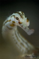   Face little pipe fish  